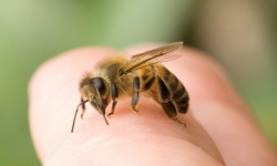  Cách chữa ong đốt tại nhà hiệu quả nhất 